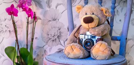 Ein Teddybär mit einer kleinen Fotokamera auf einem blauen Holzstuhl sitzend; links neben dem Teddybären steht eine pinke Orchidee