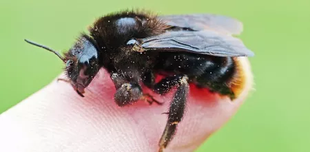 Eine Biene, die auf einem Finger sitzt (Detailaufnahme).