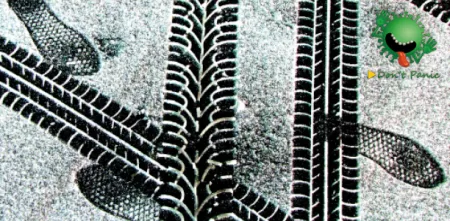 Collage: Reifenspuren und Fußabdrücke im Schnee. Oben Rechts eine Grafik eines Corona-Virus mit dem Text "Don't Panic".
