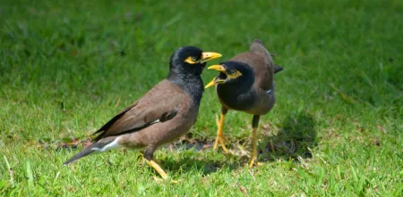 Zwei größere Vögel auf einer grünen Wiese, die verärgert zu sein scheinen.