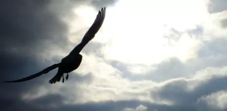 Silhouette zweier Vögel am Himmel. Im Hintergrund ein Wolkendurchbruch.