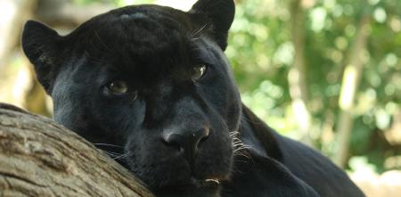 Der Kopf eines Panthers.