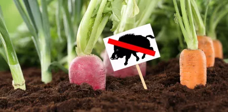 Collage: Im Hintergrund stecken Rüben in der Erde. Davor steckt ein Schild mit einer Grafik von einem durchgestrichenen Schwein.