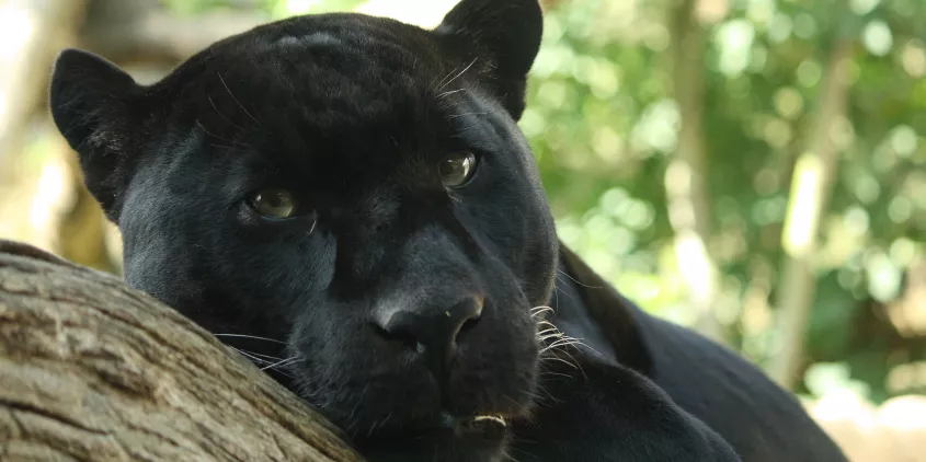Der Kopf eines Panthers.