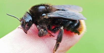 Eine Biene, die auf einem Finger sitzt (Detailaufnahme).