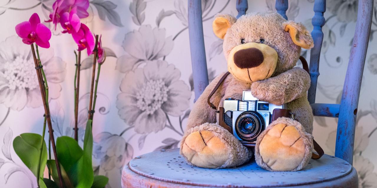 Ein Teddybär mit einer kleinen Fotokamera auf einem blauen Holzstuhl sitzend; links neben dem Teddybären steht eine pinke Orchidee