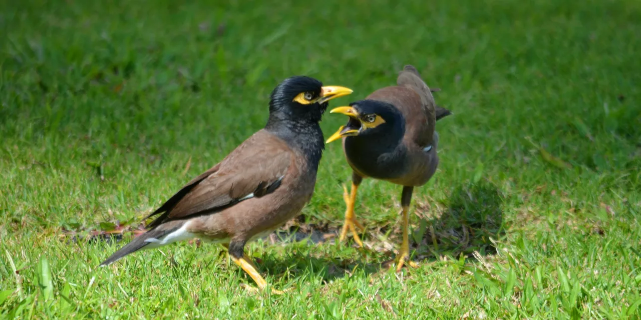 Zwei größere Vögel auf einer grünen Wiese, die verärgert zu sein scheinen.