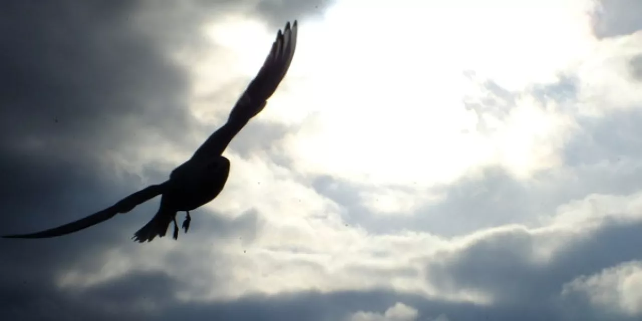 Silhouette zweier Vögel am Himmel. Im Hintergrund ein Wolkendurchbruch.
