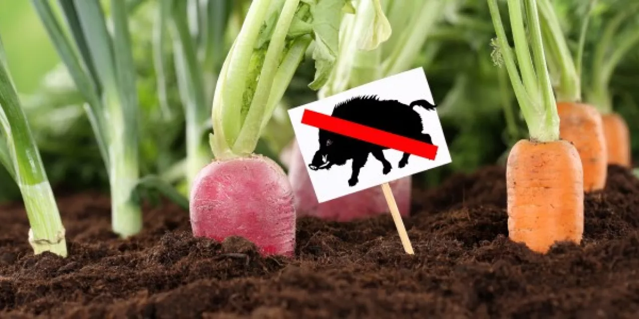 Collage: Im Hintergrund stecken Rüben in der Erde. Davor steckt ein Schild mit einer Grafik von einem durchgestrichenen Schwein.